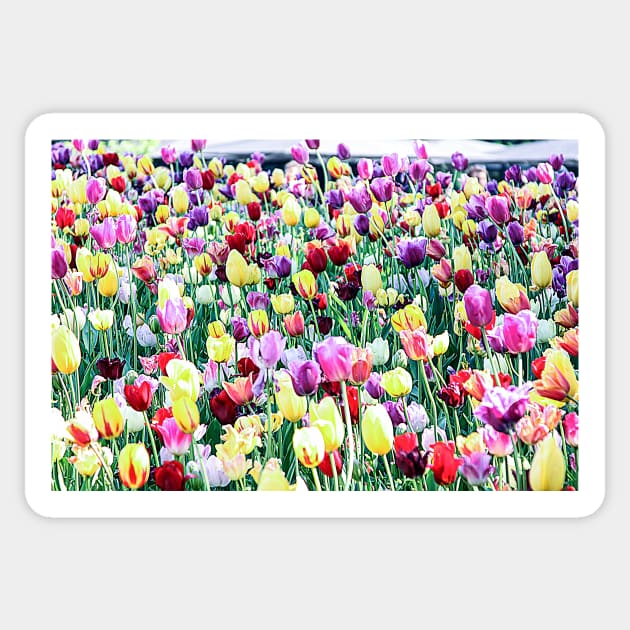 Tulips Sticker by dw-fotografie